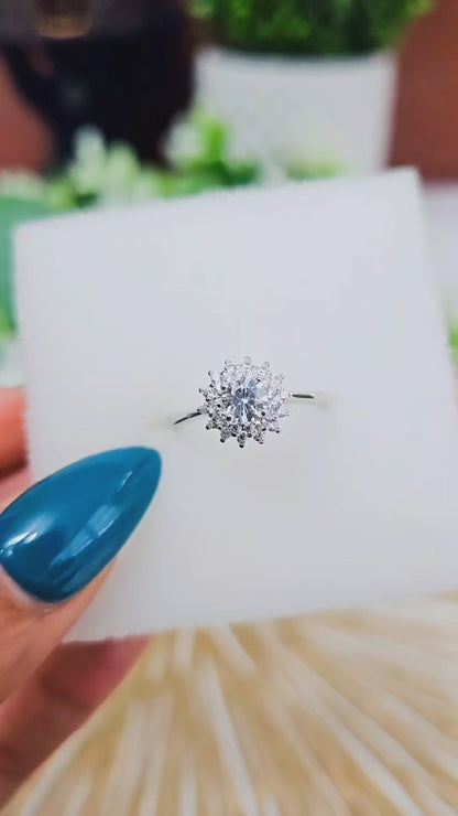 Double Halo Sunflower
